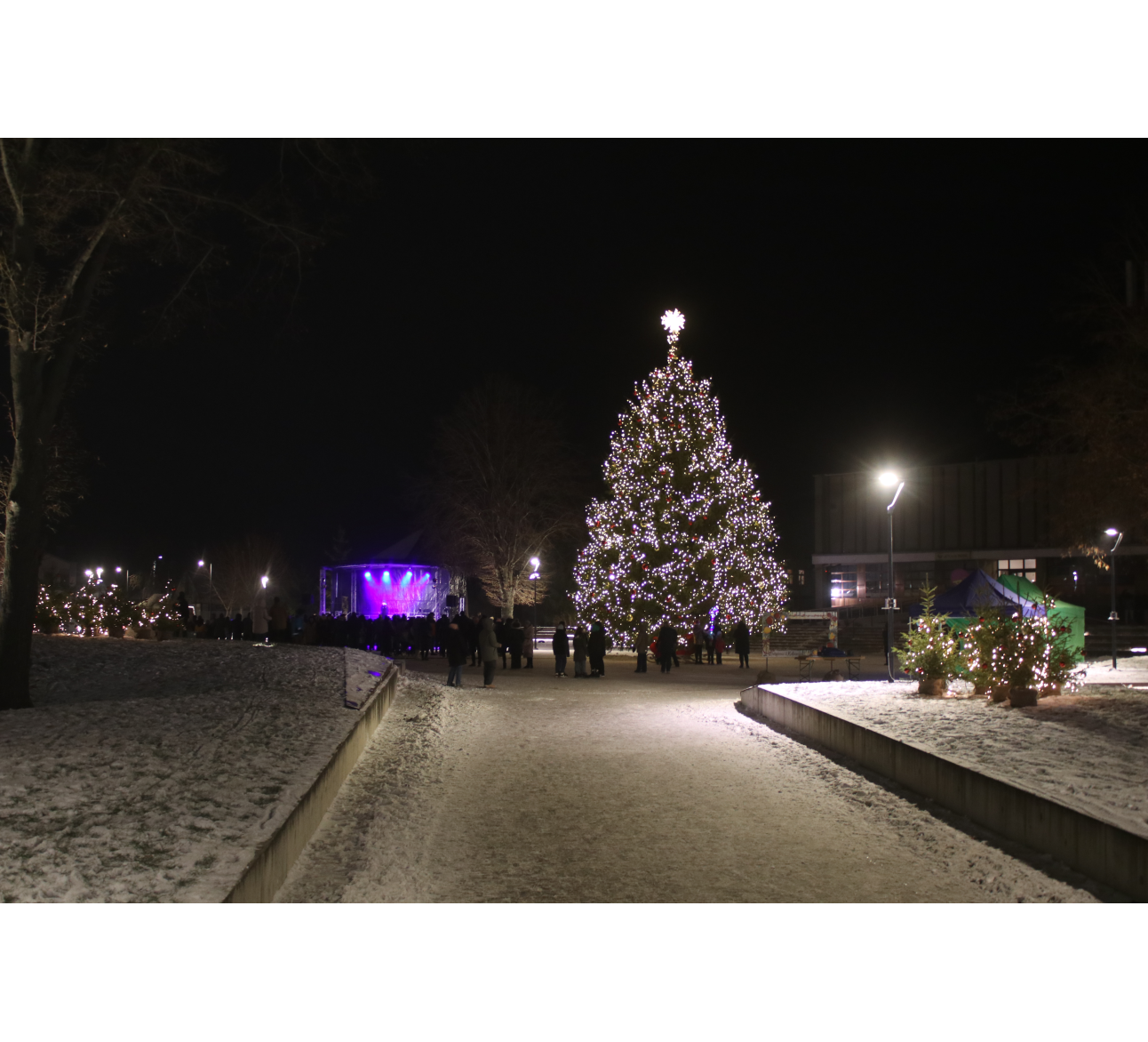 Centrinėje Kalvarijos aikštėje suspindo Kalėdų eglė