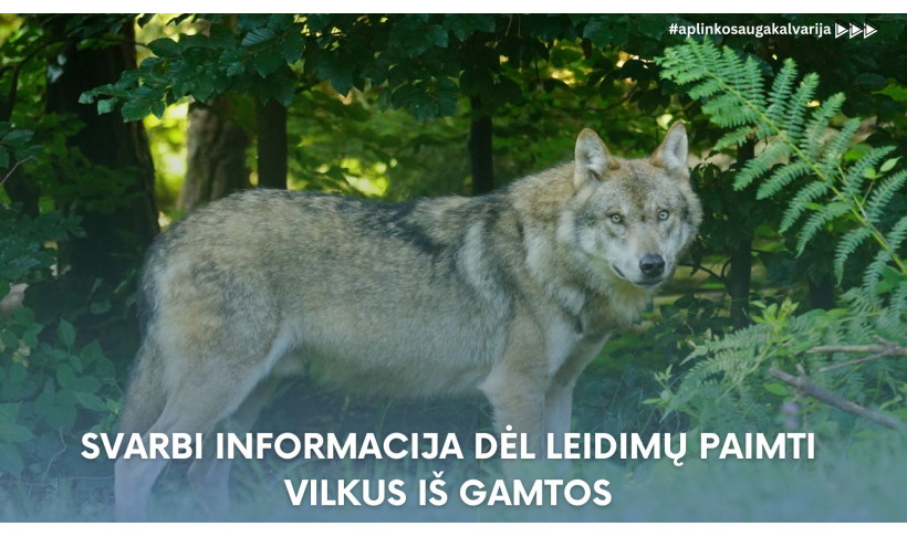 Svarbi informacija dėl leidimų paimti vilkus iš gamtos