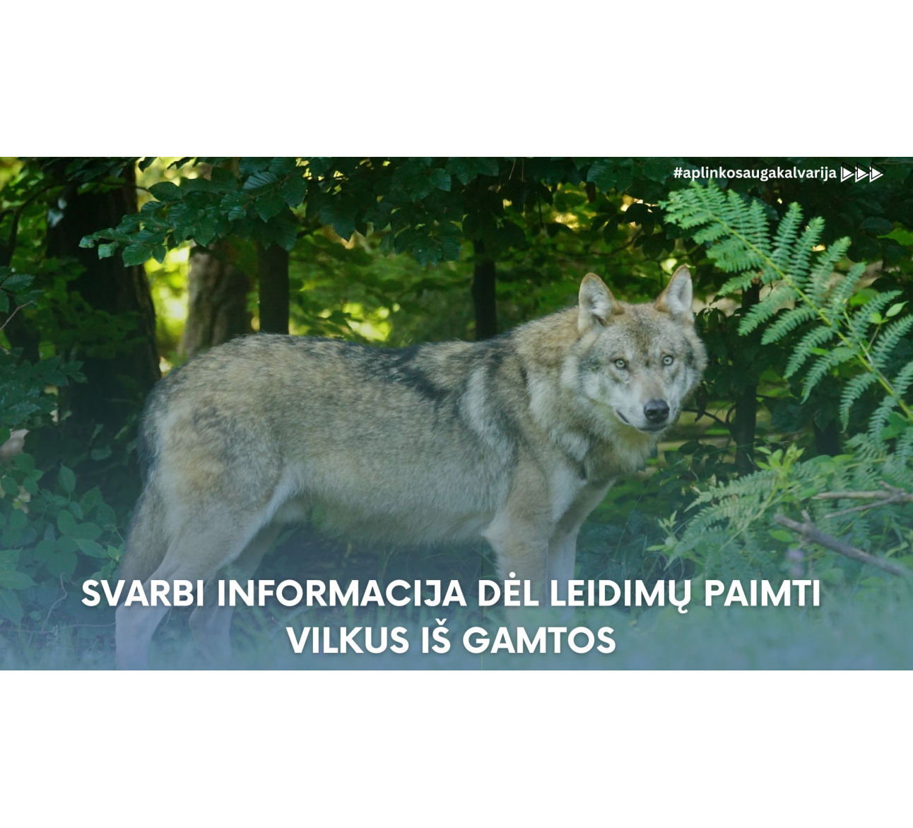 Svarbi informacija dėl leidimų paimti vilkus iš gamtos