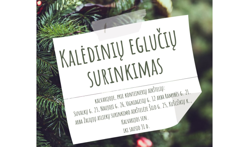 DĖL KALĖDINIŲ EGLUČIŲ SURINKIMO KALVARIJOJE
