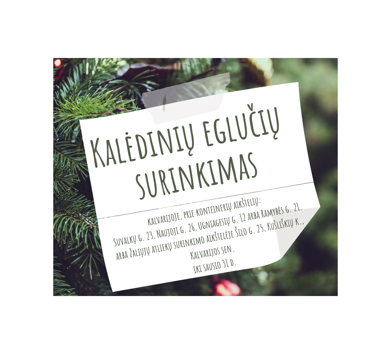 DĖL KALĖDINIŲ EGLUČIŲ SURINKIMO KALVARIJOJE