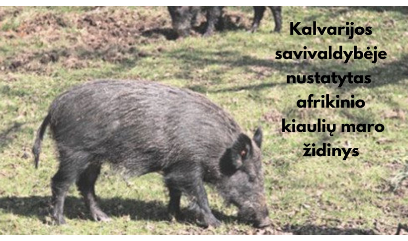 DĖL NUSTATYTO AFRIKINIO KIAULIŲ MARO ATVEJO