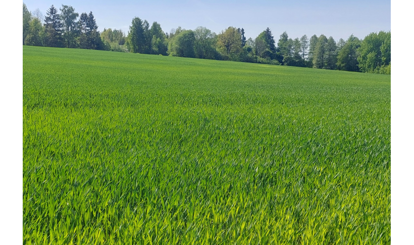 Dėl žemės ūkio naudmenų ir pasėlių deklaravimo nuotolinių konsultacijų