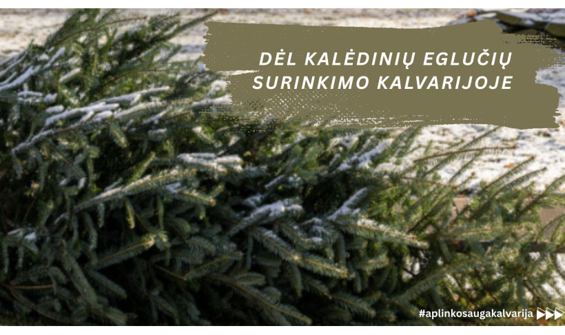 Dėl kalėdinių eglučių surinkimo Kalvarijoje