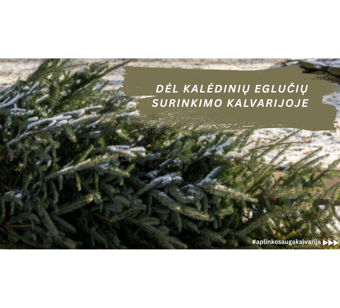 Dėl kalėdinių eglučių surinkimo Kalvarijoje