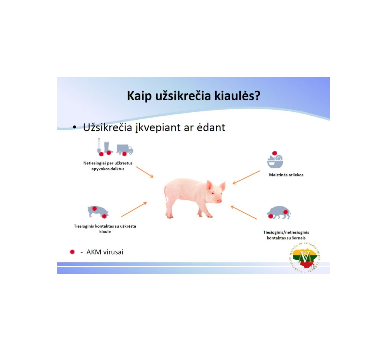 Būdviečio seniūnijoje nustatytas antrasis afrikinio kiaulių maro atvejis