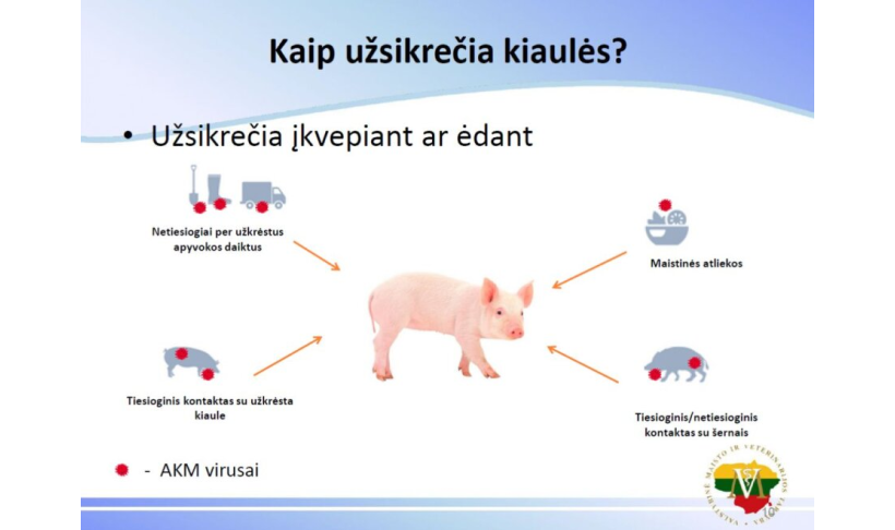 Būdviečio seniūnijoje nustatytas antrasis afrikinio kiaulių maro atvejis  