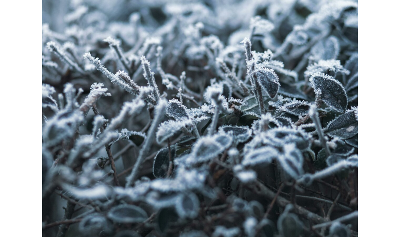 Perspėjimas apie stichinį meteorologinį reiškinį – šalną aktyviosios augalų vegetacijos laikotarpiu (oro arba dirvos paviršiaus temperatūra <0°c, paros vidutinė oro temperatūra ≥10°c) 