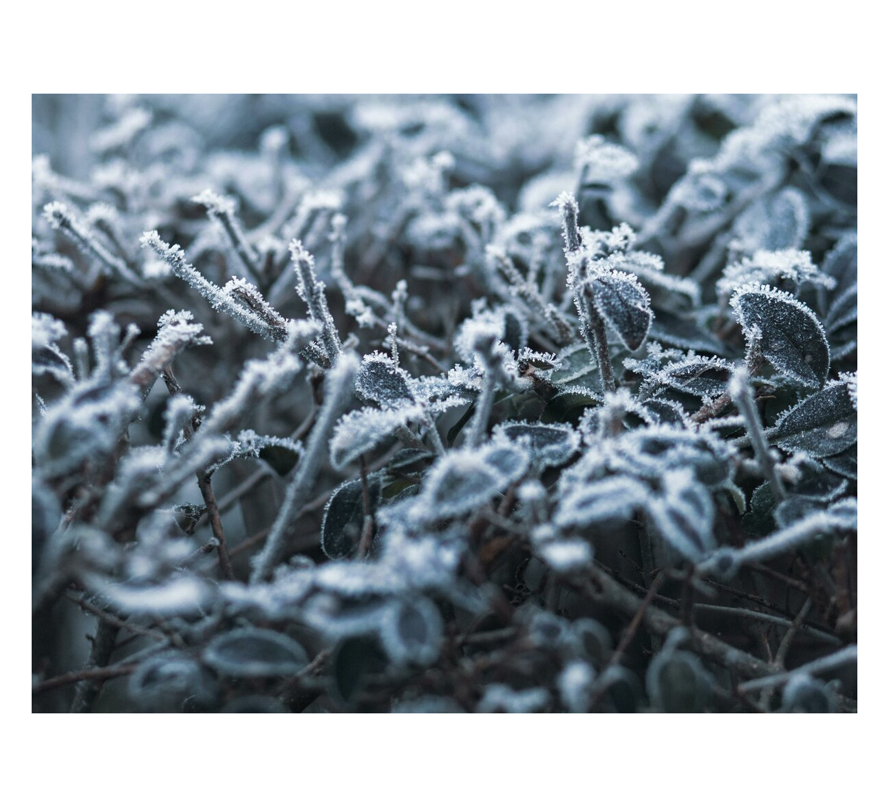 Perspėjimas apie stichinį meteorologinį reiškinį – šalną aktyviosios augalų vegetacijos laikotarpiu (oro arba dirvos paviršiaus temperatūra <0°c, paros vidutinė oro temperatūra ≥10°c) 