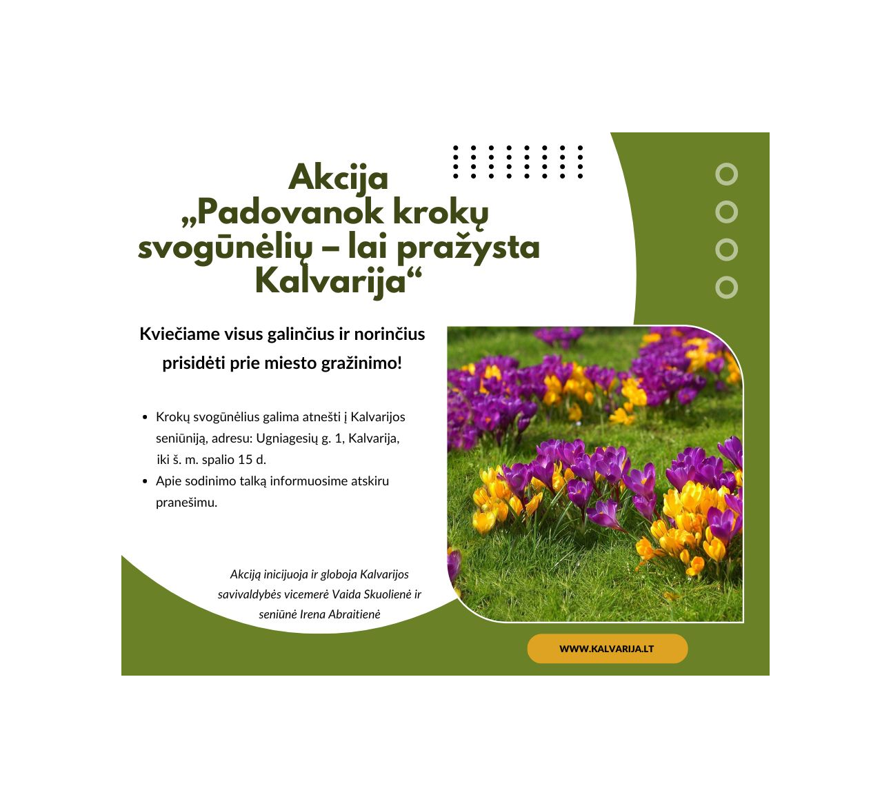 Kviečiame prisidėti prie akcijos „Padovanok krokų svogūnėlių – lai pražysta Kalvarija“