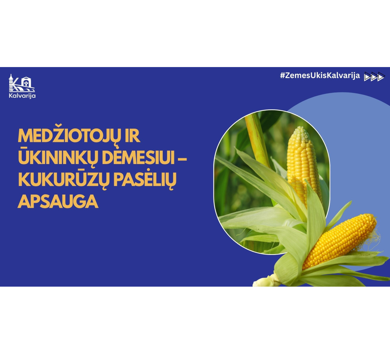 Medžiotojų ir ūkininkų dėmesiui – kukurūzų pasėlių apsauga