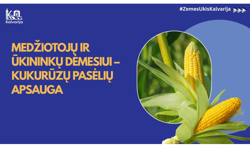 Medžiotojų ir ūkininkų dėmesiui – kukurūzų pasėlių apsauga